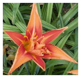 HEMEROCALLIS x 'Kwanzo'